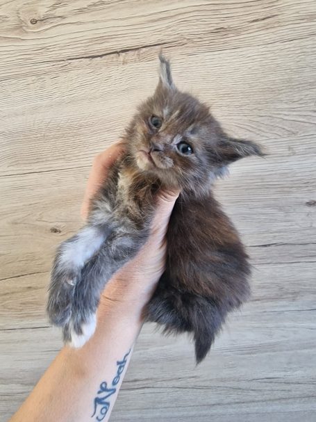 Chaton 8 - Femelle - Disponible