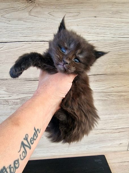 Chaton 17 - Mâle - Disponible