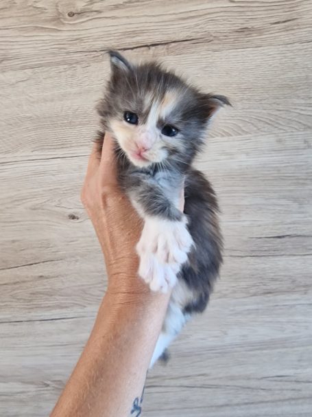 Chaton 7 - Femelle