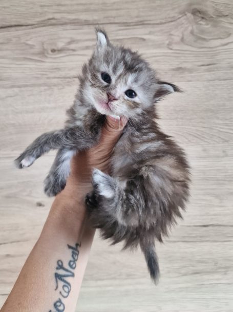 Chaton 5 - Femelle