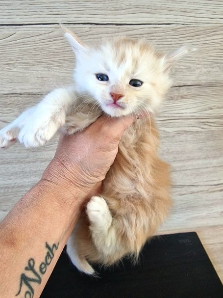 Chaton 2 - Femelle - Réservé