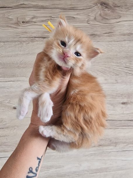 Chaton 6 - Femelle