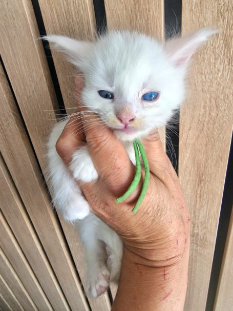 "BIANCA" - Femelle (13)