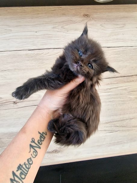 Chaton 16 - Mâle - Option