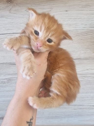 Chaton 6 - Réservé