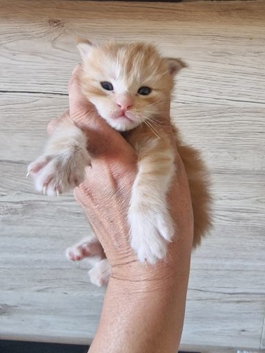 Chaton 5 - Réservé