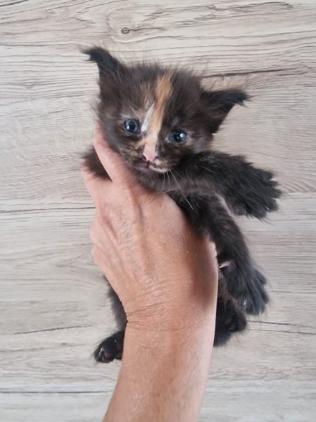 Chaton 3 - Femelle