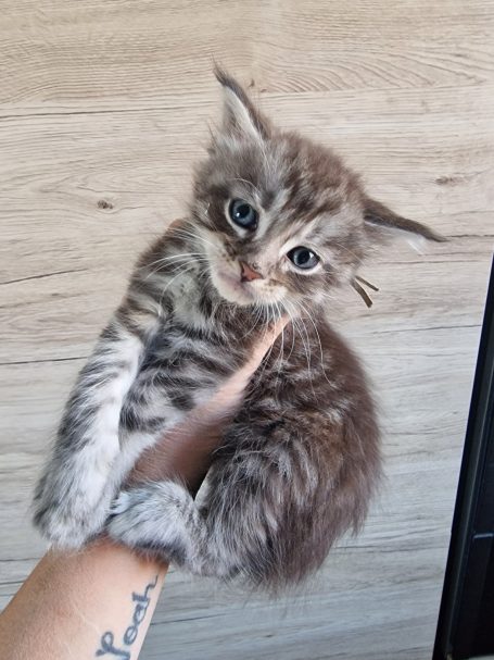 Chaton 11 - Mâle - Disponible