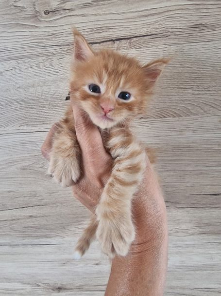 Chaton 2 - Mâle
