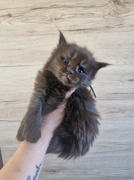 Chaton 17 - Mâle - Disponible