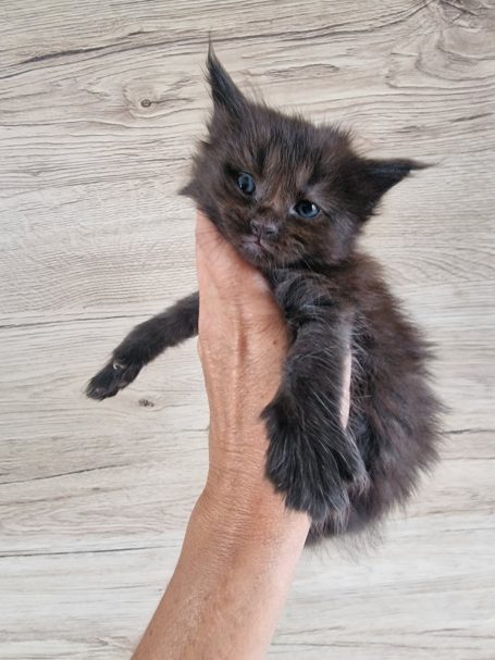 Chaton 4 - Mâle
