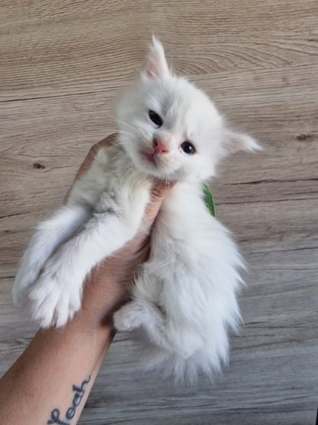 Chaton 13 - Femelle - Disponible