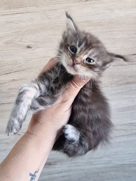 Chaton 9 - Mâle - Disponible