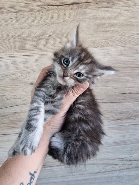 Chaton 10 - Mâle - Disponible