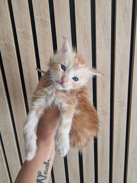 Chaton 8 - Mâle