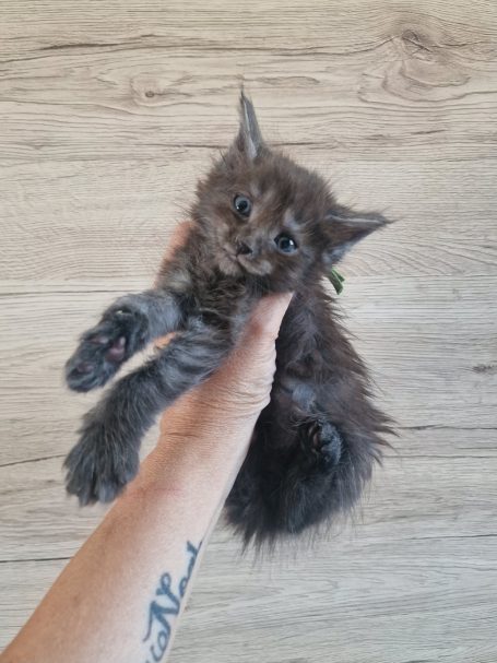 Chaton 3 - Mâle