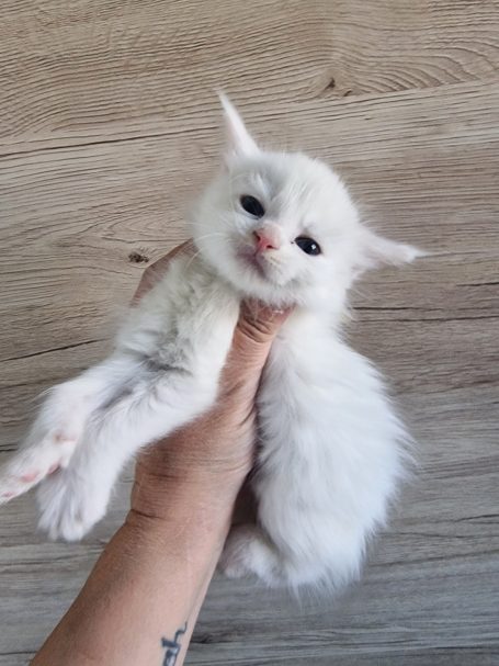 Chaton 15 - Femelle - Disponible