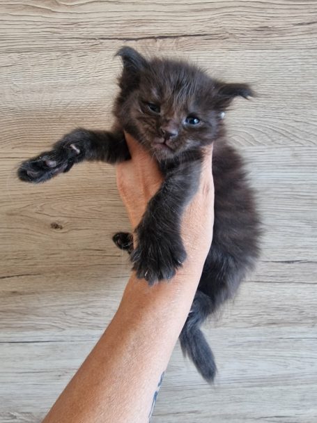 Chaton 1 - Mâle