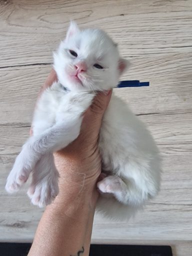 Chaton 14 - Réservé