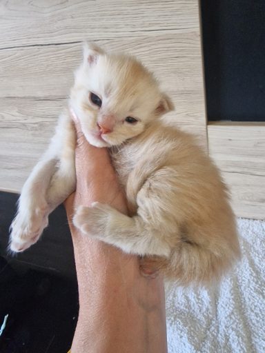 Chaton 1 - Réservé