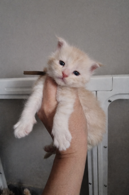 Chaton 1 - Femelle - Réservé