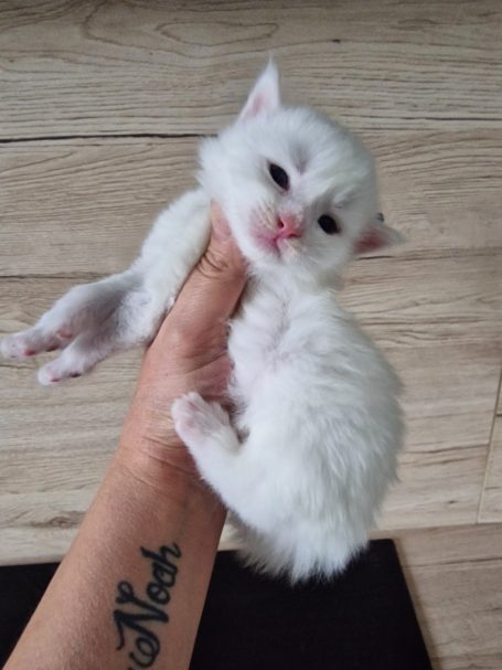 Chaton 14 - Mâle - Réservé